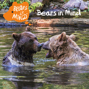 stichting-bears-in-mind