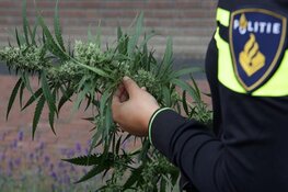 Hennep gevonden in woning Tilburg