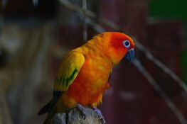 Maximale taakstraf voor handelaar in exotische en illegale vogels