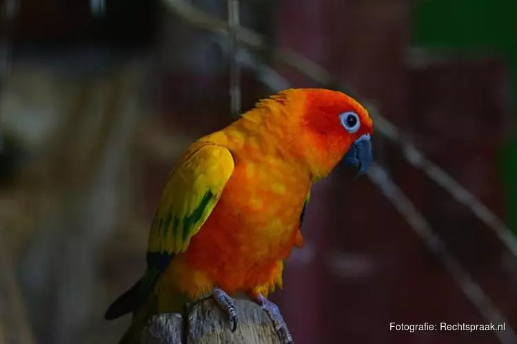 Maximale taakstraf voor handelaar in exotische en illegale vogels