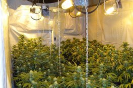 Politie treft hennepkwekerij aan na inbraakmelding