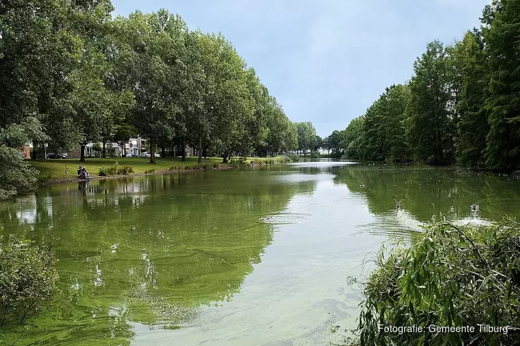Blauwalg in water Borgharensingel
