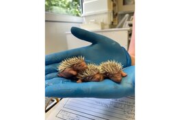 Provincie steekt helpende hand toe bij opvang wilde dieren