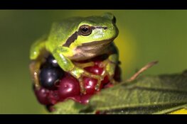 Auto’s delen viaduct met boomkikkers