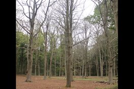 Dode bomen in Oude Warande