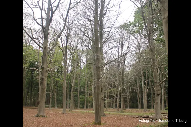 Dode bomen in Oude Warande