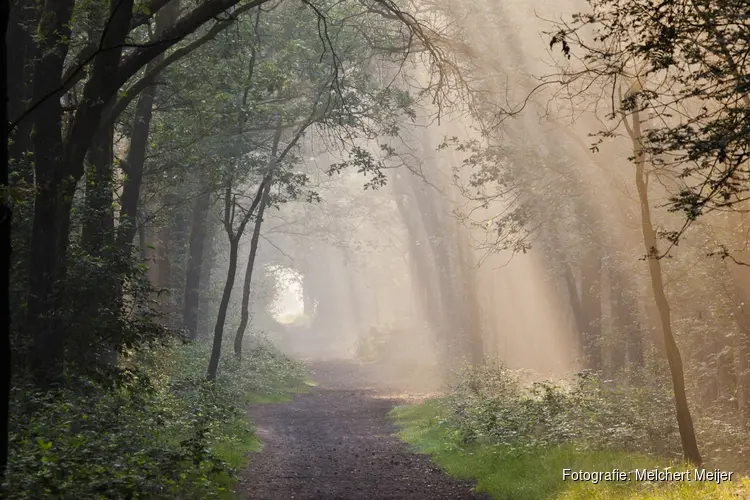 €9,5 miljoen voor herstel Brabantse bossen