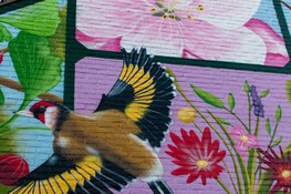 Nieuwe mural fleurt Houtstraat in Tilburg op