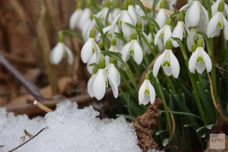 Februari start winters en wisselvallig