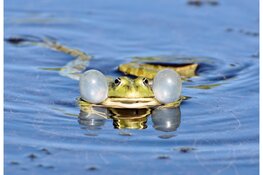 Nieuw faunavoorzieningen: meer ruimte voor dieren