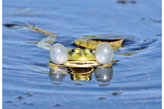 Nieuw faunavoorzieningen: meer ruimte voor dieren