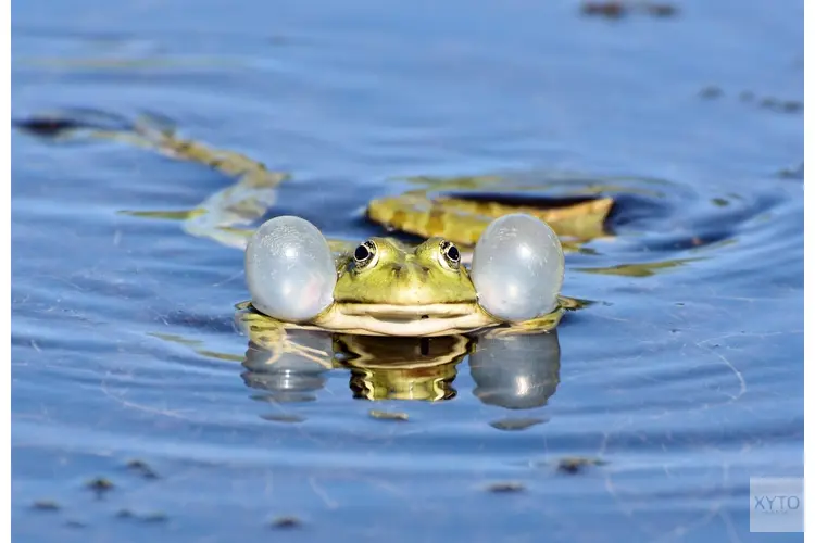 Nieuw faunavoorzieningen: meer ruimte voor dieren