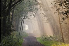 2,9 Miljoen euro voor herstel bossen Groote Slink-Bunthorst en Pannenhoef