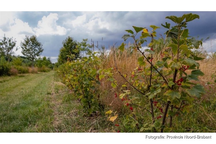 Brabant koploper in voedselbossen